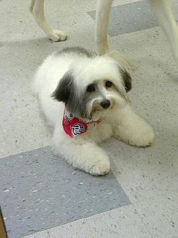 Product - Doggone It - Newton in Newton, MA Pet Boarding & Grooming