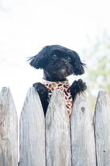 Product - Doggy Do's Professional Dog Grooming in Avon, CT Pet Boarding & Grooming