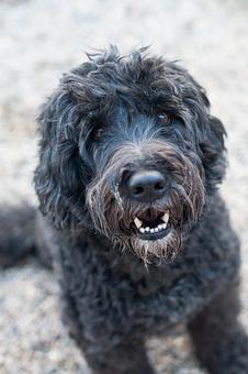 Product - Doggy Do's Professional Dog Grooming in Avon, CT Pet Boarding & Grooming