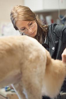 Product - Doggy Do's Professional Dog Grooming in Avon, CT Pet Boarding & Grooming