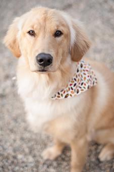 Product - Doggy Do's Professional Dog Grooming in Avon, CT Pet Boarding & Grooming