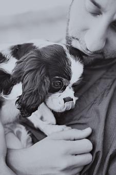 Product - Doggy Do's Professional Dog Grooming in Avon, CT Pet Boarding & Grooming