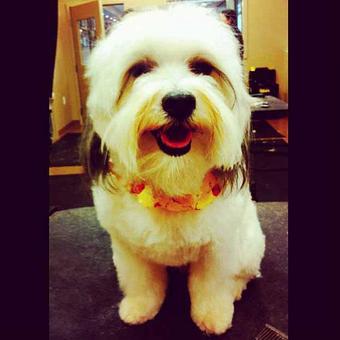 Product - Dogma Grooming Salon & Spa in Wayne - Wayne, PA Day Spas