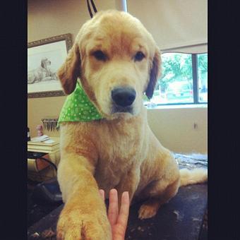 Product - Dogma Grooming Salon & Spa in Wayne - Wayne, PA Day Spas