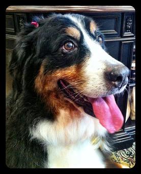 Product - Dogma Grooming Salon & Spa in Wayne - Wayne, PA Day Spas