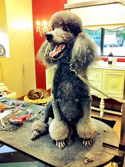 Product - Dogma Grooming Salon & Spa in Wayne - Wayne, PA Day Spas