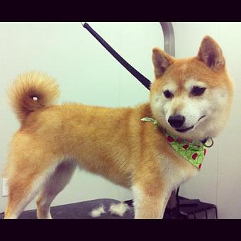 Product - Dogma Grooming Salon & Spa in Wayne - Wayne, PA Day Spas