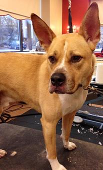 Product - Dogma Grooming Salon & Spa in Wayne - Wayne, PA Day Spas