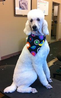 Product - Dogma Grooming Salon & Spa in Wayne - Wayne, PA Day Spas