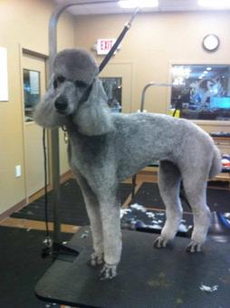 Product - Dogma Grooming Salon & Spa in Wayne - Wayne, PA Day Spas