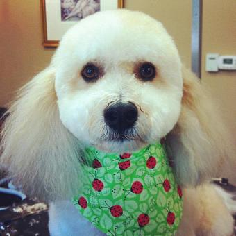 Product - Dogma Grooming Salon & Spa in Wayne - Wayne, PA Day Spas