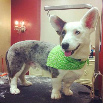 Product - Dogma Grooming Salon & Spa in Wayne - Wayne, PA Day Spas