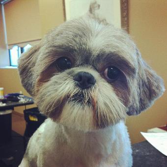 Product - Dogma Grooming Salon & Spa in Wayne - Wayne, PA Day Spas