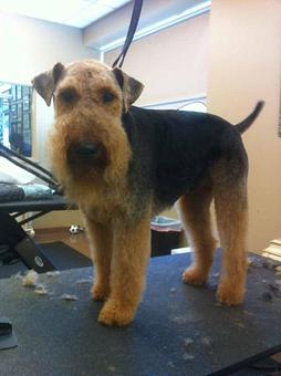 Product - Dogma Grooming Salon & Spa in Wayne - Wayne, PA Day Spas