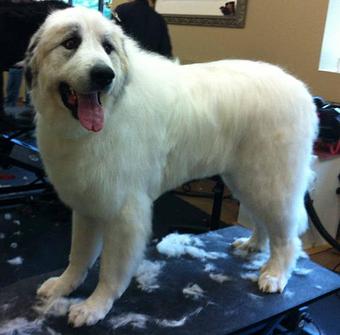 Product - Dogma Grooming Salon & Spa in Wayne - Wayne, PA Day Spas