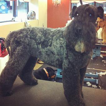 Product - Dogma Grooming Salon & Spa in Wayne - Wayne, PA Day Spas