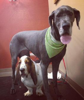 Product - Dogma Grooming Salon & Spa in Wayne - Wayne, PA Day Spas