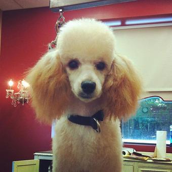 Product - Dogma Grooming Salon & Spa in Wayne - Wayne, PA Day Spas