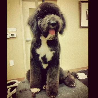 Product - Dogma Grooming Salon & Spa in Wayne - Wayne, PA Day Spas