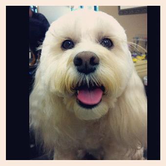 Product - Dogma Grooming Salon & Spa in Wayne - Wayne, PA Day Spas