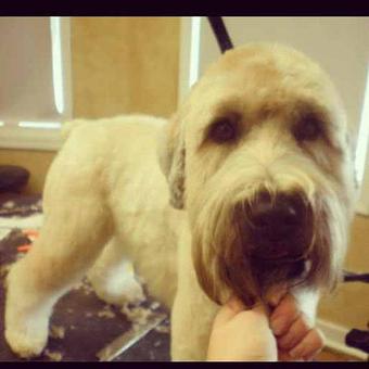 Product - Dogma Grooming Salon & Spa in Wayne - Wayne, PA Day Spas