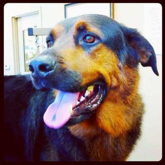 Product - Dogma Grooming Salon & Spa in Wayne - Wayne, PA Day Spas