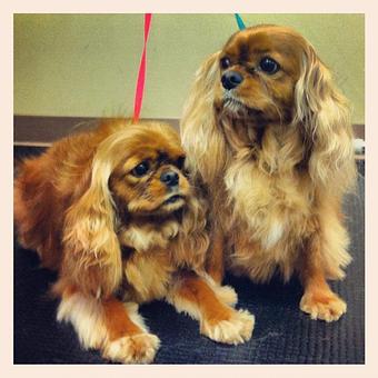 Product - Dogma Grooming Salon & Spa in Wayne - Wayne, PA Day Spas