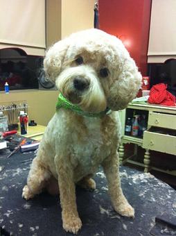 Product - Dogma Grooming Salon & Spa in Wayne - Wayne, PA Day Spas