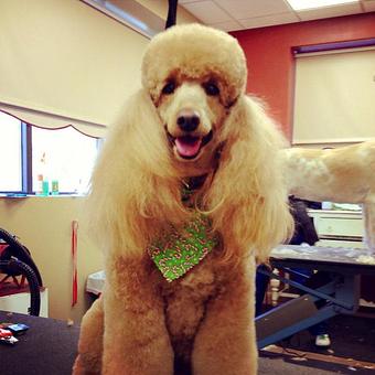 Product - Dogma Grooming Salon & Spa in Wayne - Wayne, PA Day Spas