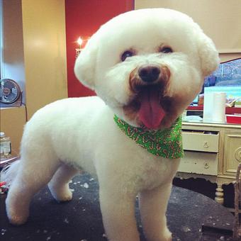 Product - Dogma Grooming Salon & Spa in Wayne - Wayne, PA Day Spas