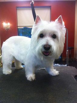 Product - Dogma Grooming Salon & Spa in Wayne - Wayne, PA Day Spas