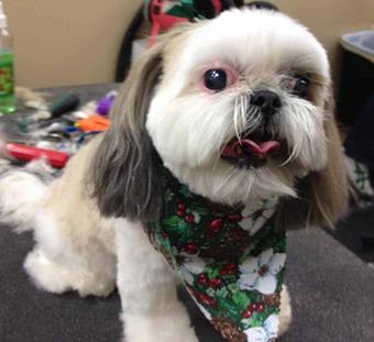 Product - Dogma Grooming Salon & Spa in Wayne - Wayne, PA Day Spas