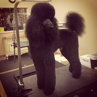 Product - Dogma Grooming Salon & Spa in Wayne - Wayne, PA Day Spas