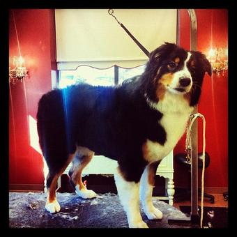 Product - Dogma Grooming Salon & Spa in Wayne - Wayne, PA Day Spas