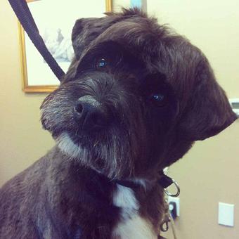 Product - Dogma Grooming Salon & Spa in Wayne - Wayne, PA Day Spas