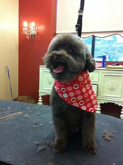 Product - Dogma Grooming Salon & Spa in Wayne - Wayne, PA Day Spas