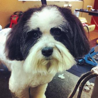 Product - Dogma Grooming Salon & Spa in Wayne - Wayne, PA Day Spas