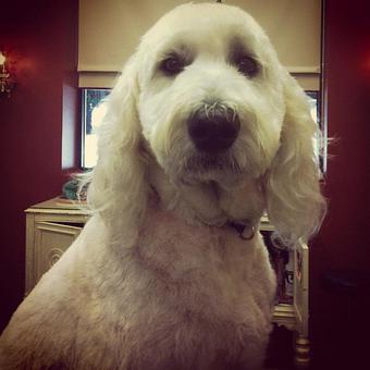 Product - Dogma Grooming Salon & Spa in Wayne - Wayne, PA Day Spas