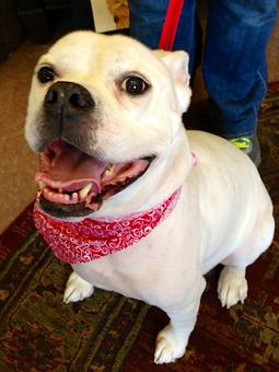 Product - Dogma Grooming Salon & Spa in Wayne - Wayne, PA Day Spas