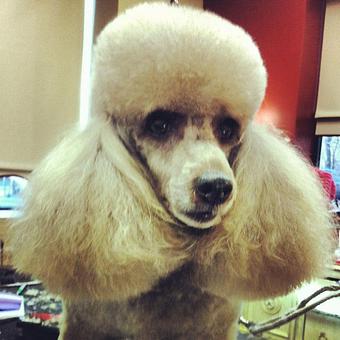 Product - Dogma Grooming Salon & Spa in Wayne - Wayne, PA Day Spas