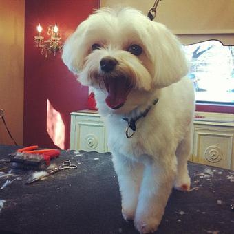 Product - Dogma Grooming Salon & Spa in Wayne - Wayne, PA Day Spas