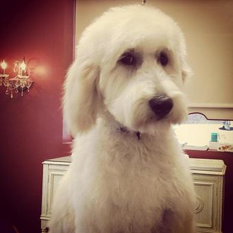 Product - Dogma Grooming Salon & Spa in Wayne - Wayne, PA Day Spas