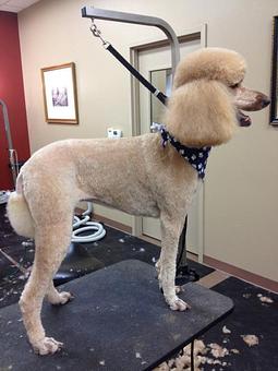 Product - Dogma Grooming Salon & Spa in Wayne - Wayne, PA Day Spas