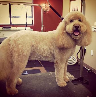 Product - Dogma Grooming Salon & Spa in Wayne - Wayne, PA Day Spas