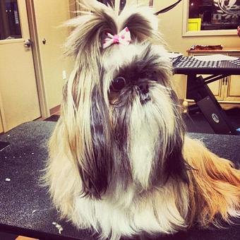 Product - Dogma Grooming Salon & Spa in Wayne - Wayne, PA Day Spas