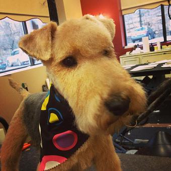 Product - Dogma Grooming Salon & Spa in Wayne - Wayne, PA Day Spas