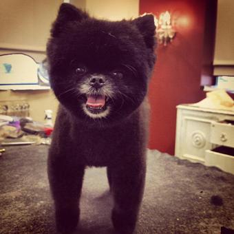 Product - Dogma Grooming Salon & Spa in Wayne - Wayne, PA Day Spas