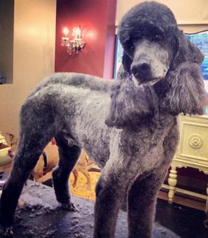 Product - Dogma Grooming Salon & Spa in Wayne - Wayne, PA Day Spas