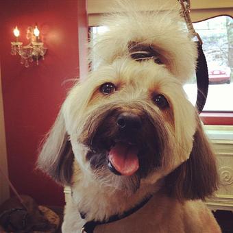 Product - Dogma Grooming Salon & Spa in Wayne - Wayne, PA Day Spas