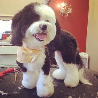 Product - Dogma Grooming Salon & Spa in Wayne - Wayne, PA Day Spas